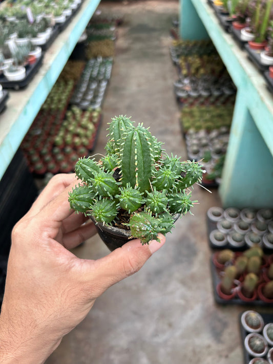Euphorbia Ferox Hybrida Compacta