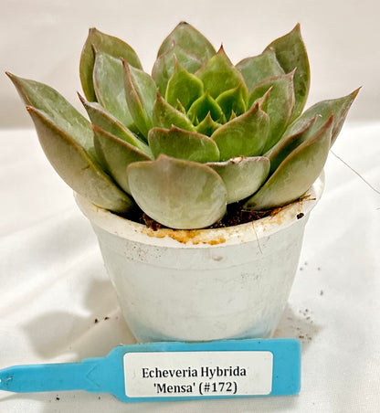 Echeveria Hybrida 'Mensa' (#172)