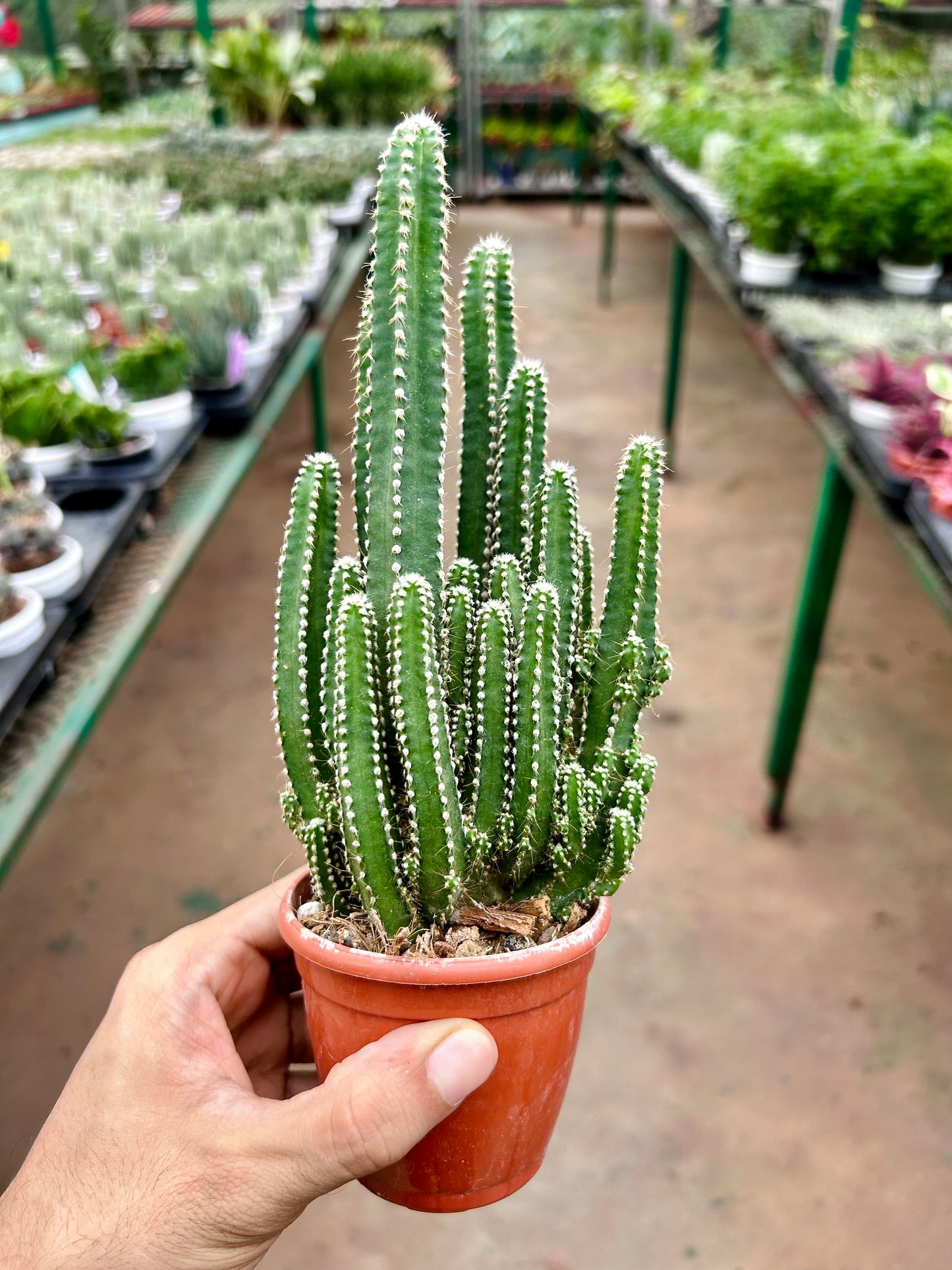 Cereus peruvianus 'Florida' (Fairycastle/ Tower Cactus)