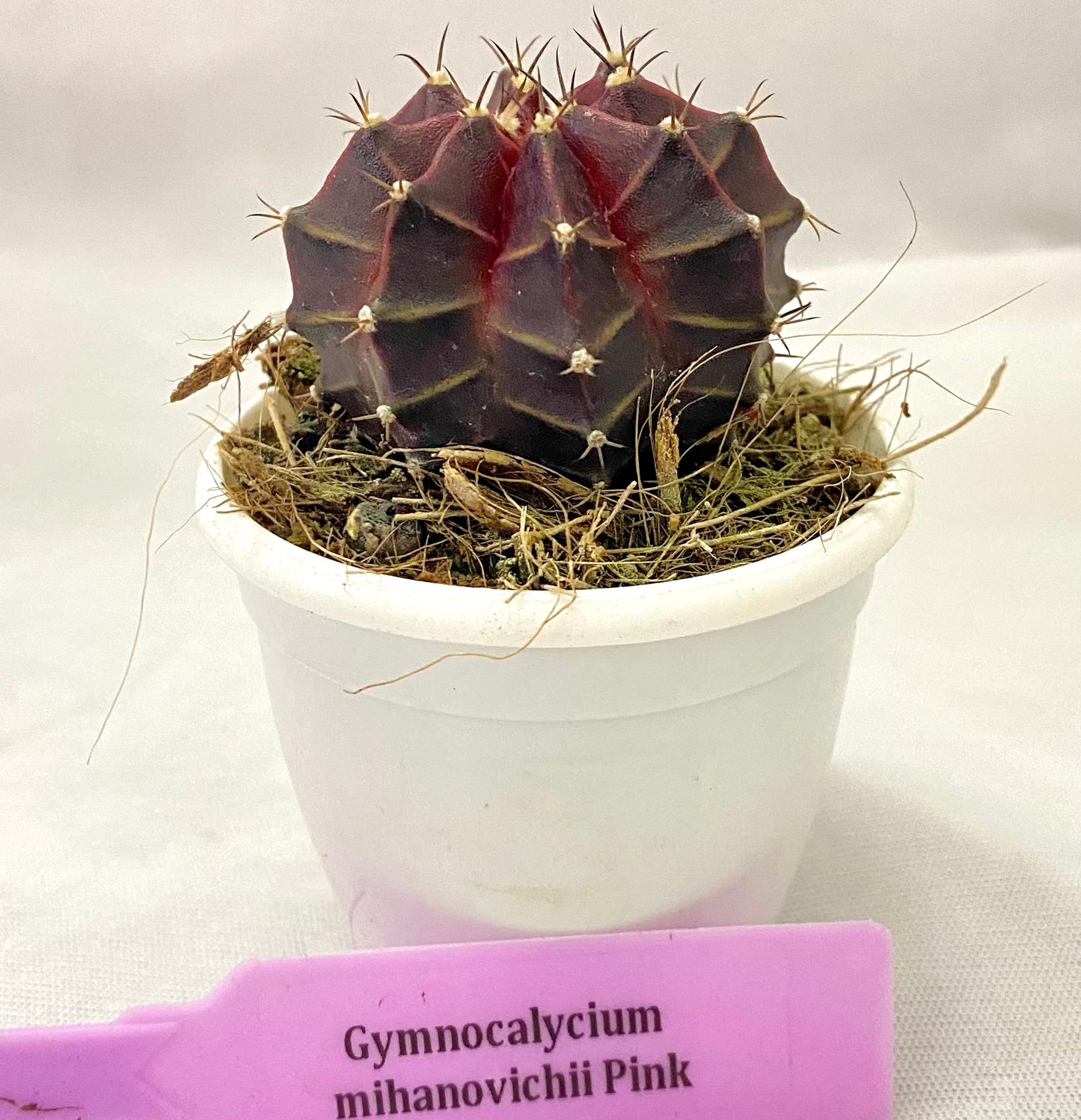 Gymnocalycium mihanovichii Pink