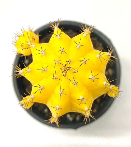 Gymnocalycium Grafted Moon Cactus Yellow