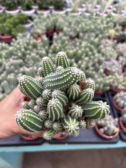 Echinopsis 'Cucumber'