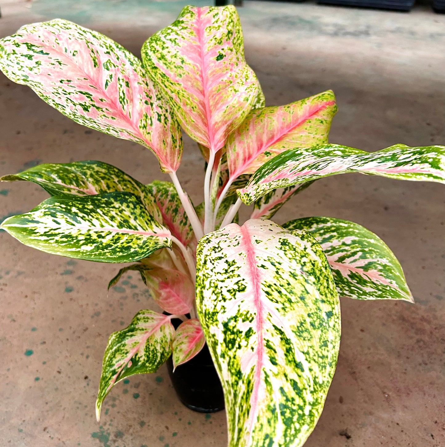 aglaonema peacock Aglaonema Peacock – Dream Green