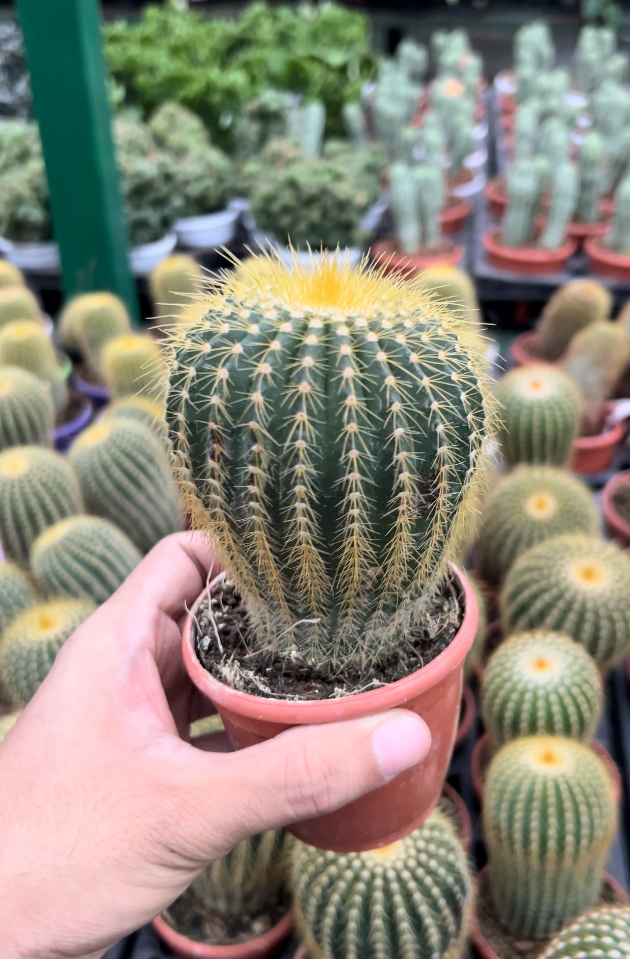 Cacti Parodia Magnifica (Golden Barrell Cactus)