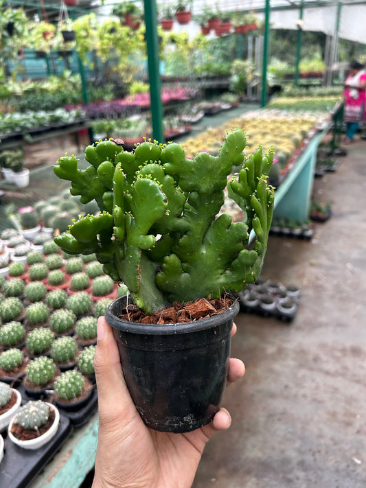 Euphorbia leucodendron cristata