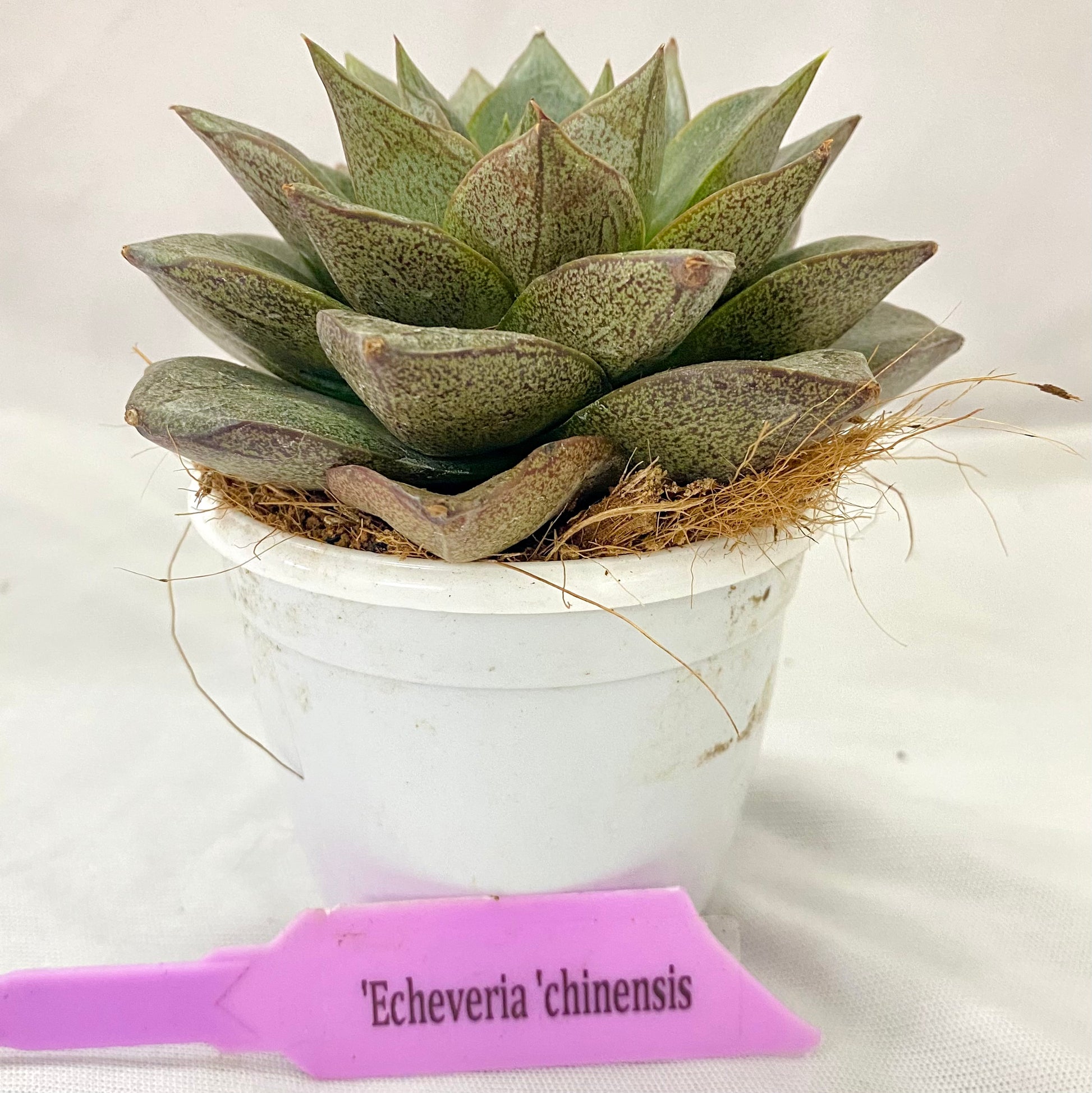 succulent echeveria chinensis Echeveria chinensis – Dream Green