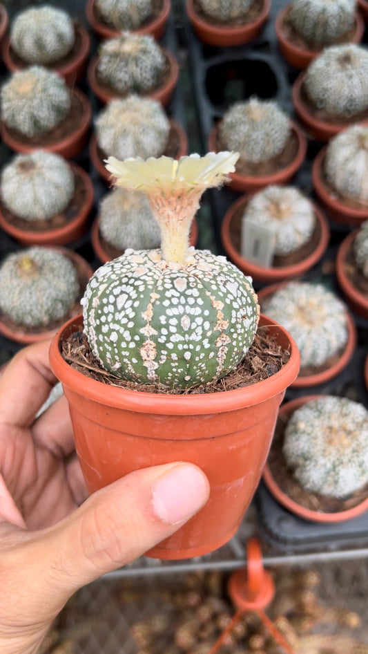 Astrophytum Thailand (Imported)