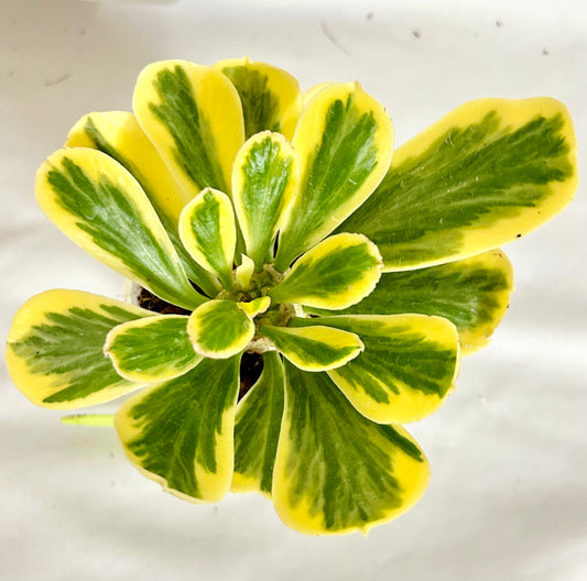 Euphorbia Unispina Variegata