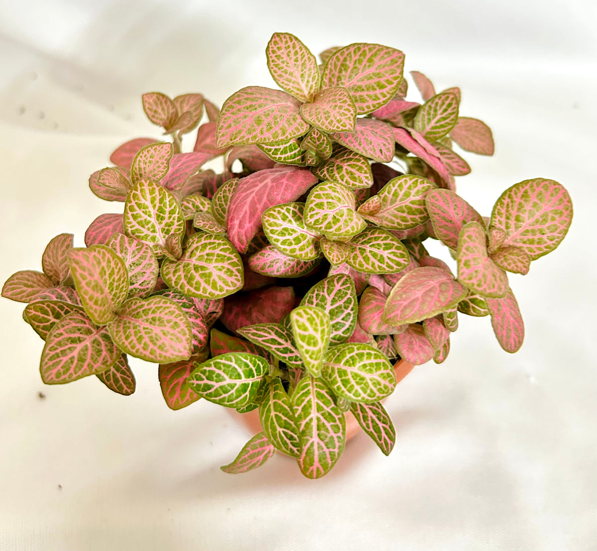 10+ Pink Wave Fittonia Fittonia Dark Pink – Dream Green