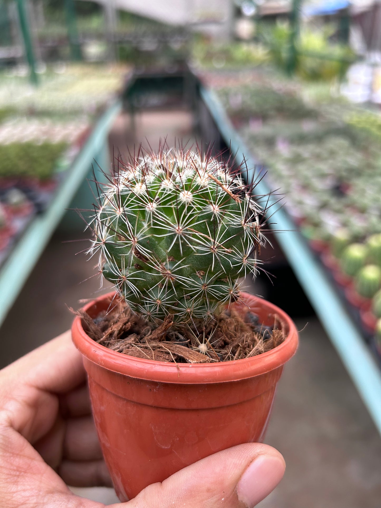 Mammillaria Hybrid Spp