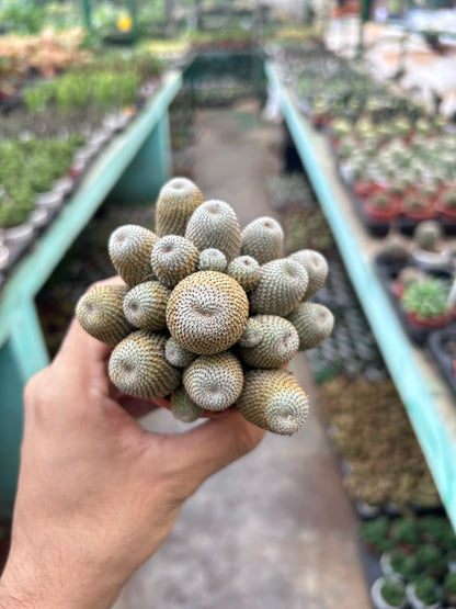 Rebutia heliosa