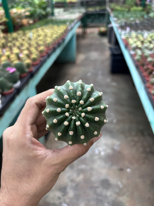 Cacti Echinopsis Subdenudata