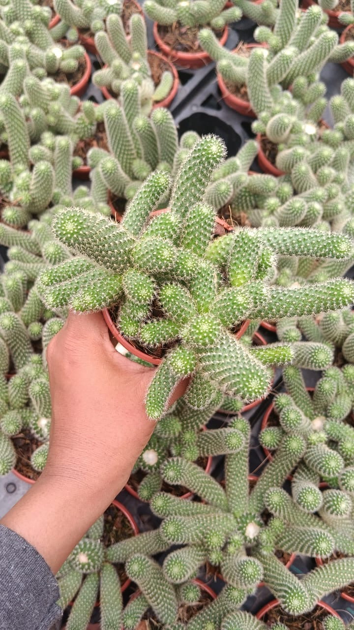 Rebutia Pulvinosa