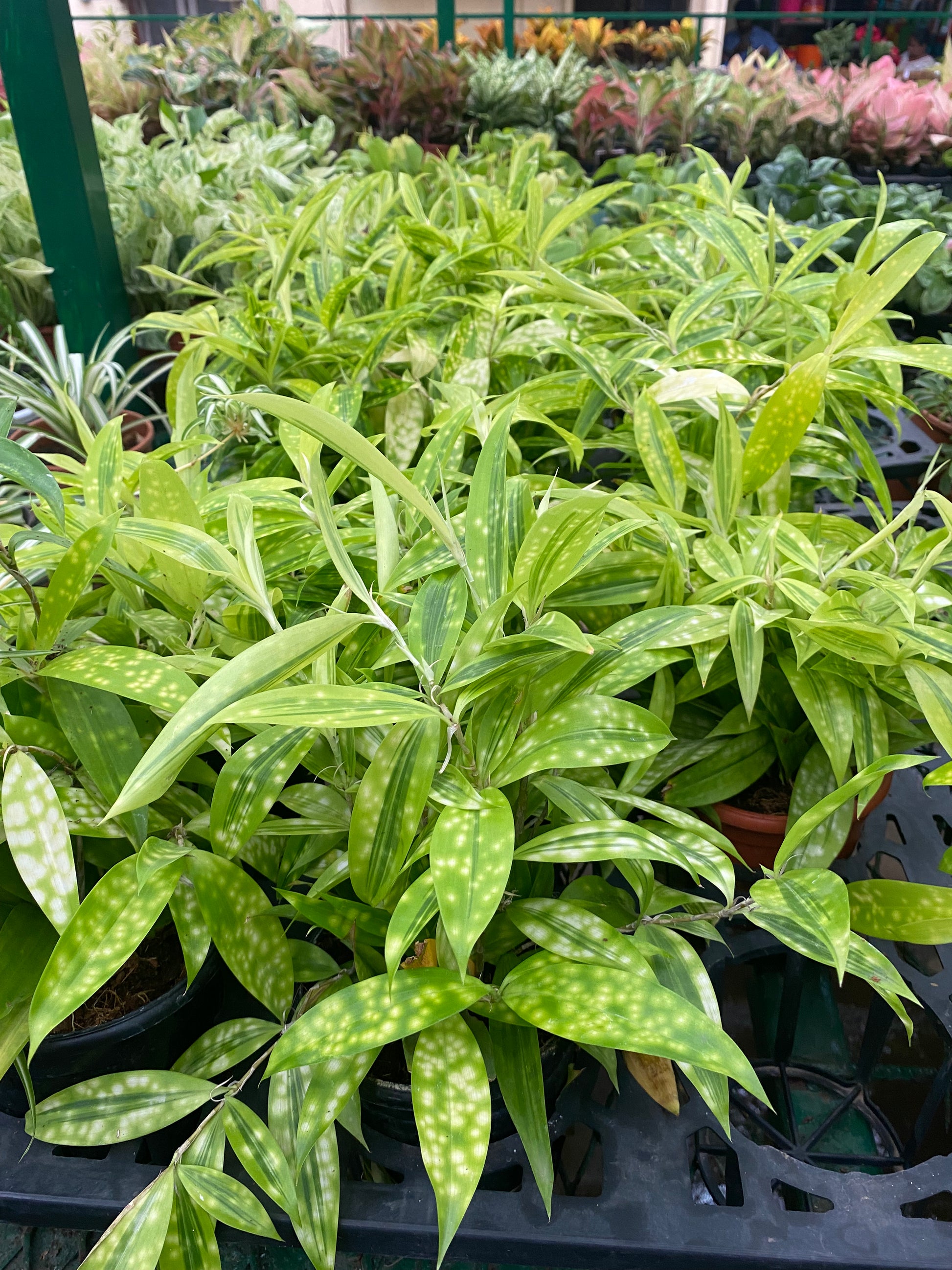 dracaena golden dragon dracena-darasingh – Dream Green