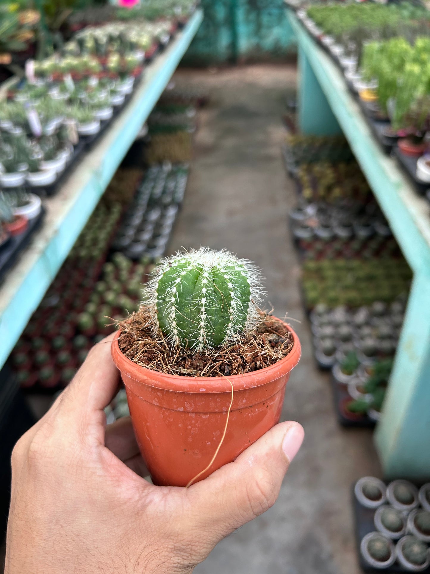 Cacti Parodia Magnifica (Golden Ball Cactus)