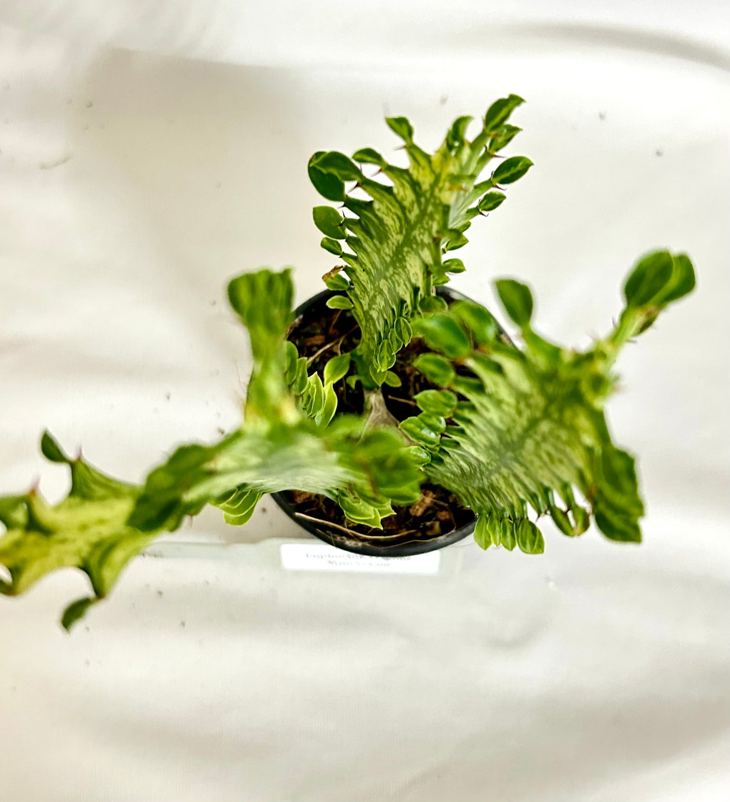 Euphorbia Trigona Mint Creme