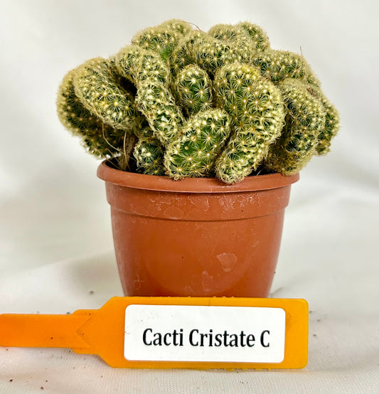 Cactus Cristata C