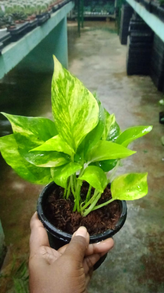 Scindapsus Gold King (Green Pothos/Money Plant) Midsize