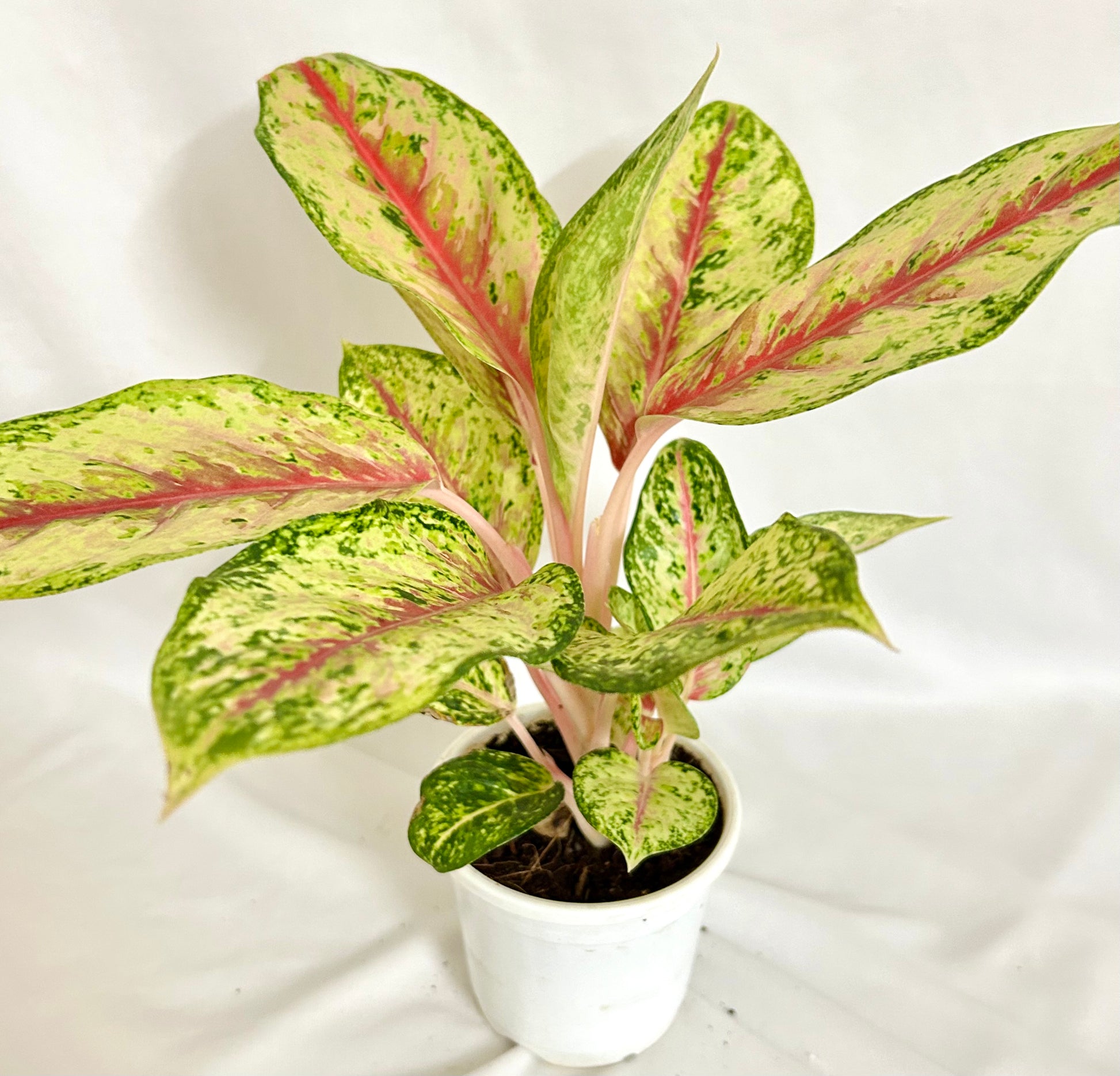 10k aglaonema Aglaonema Coloured 10 Karat – Dream Green