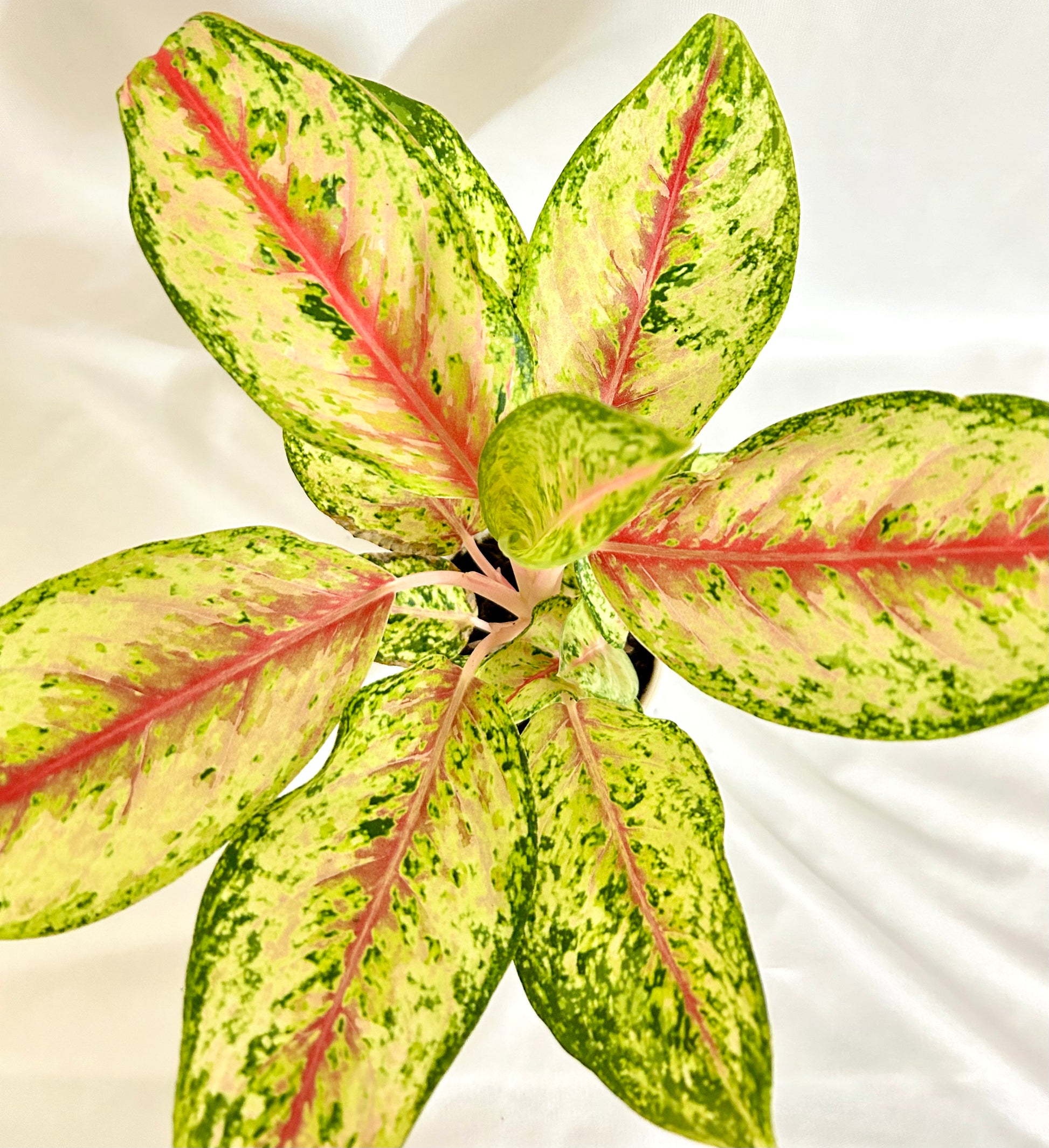 10k aglaonema Aglaonema Coloured 10 Karat – Dream Green