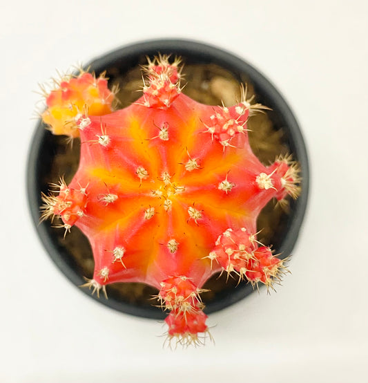 Gymnocalycium Grafted Moon Cactus Orange