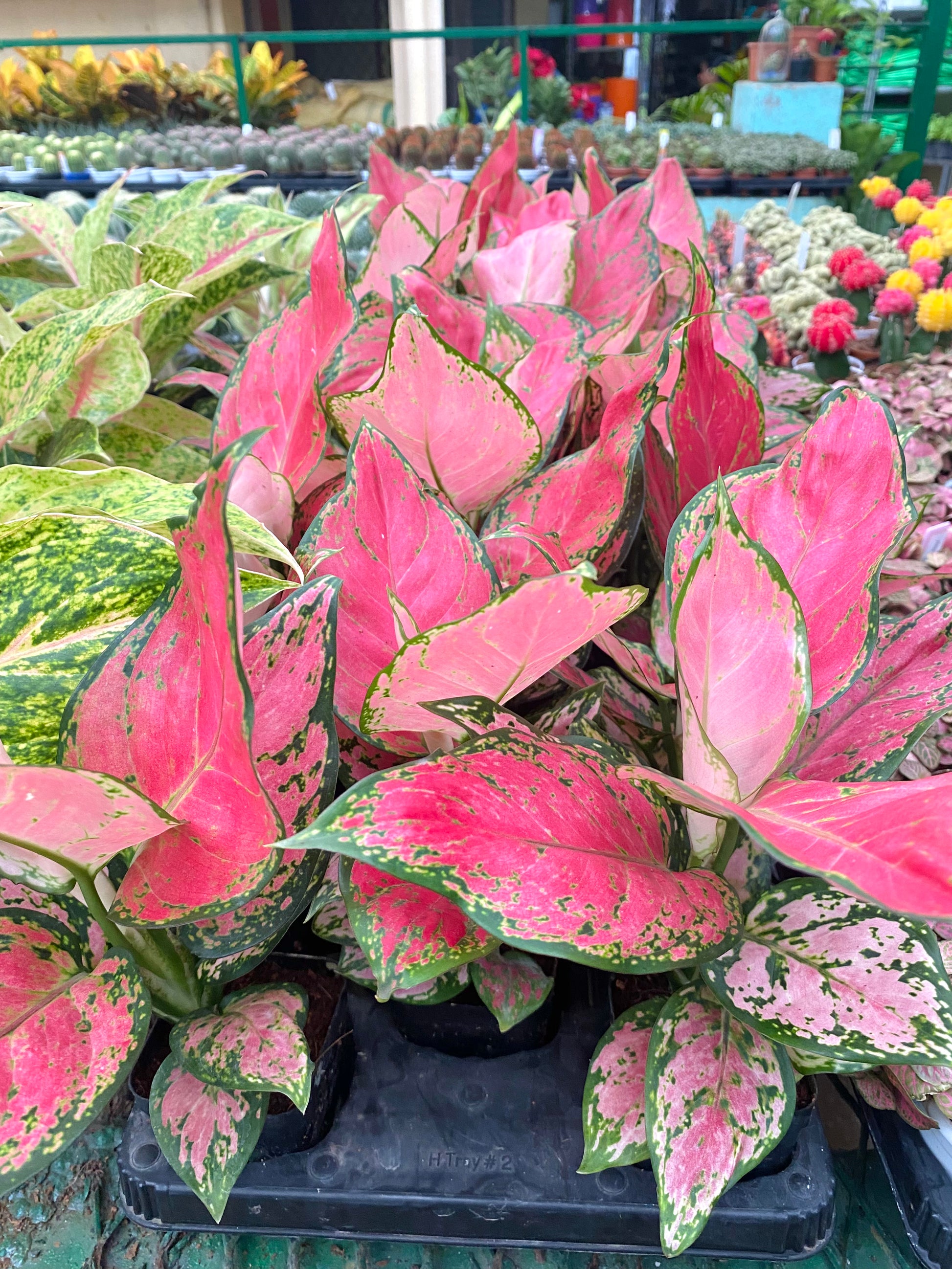 aglaonema pink anjamani Aglaonema Anjamanee Pink – Dream Green