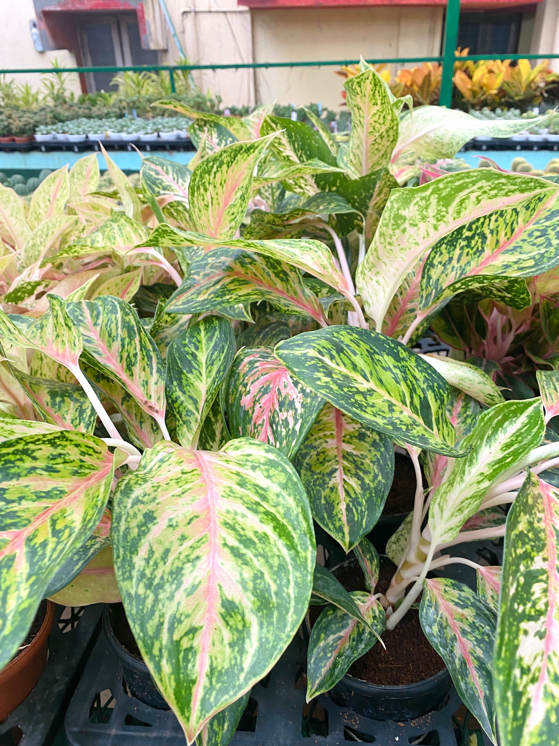 aglaonema plant in sri lanka Aglaonema Lynam Tok Orange (Multi Shoot) – Dream Green