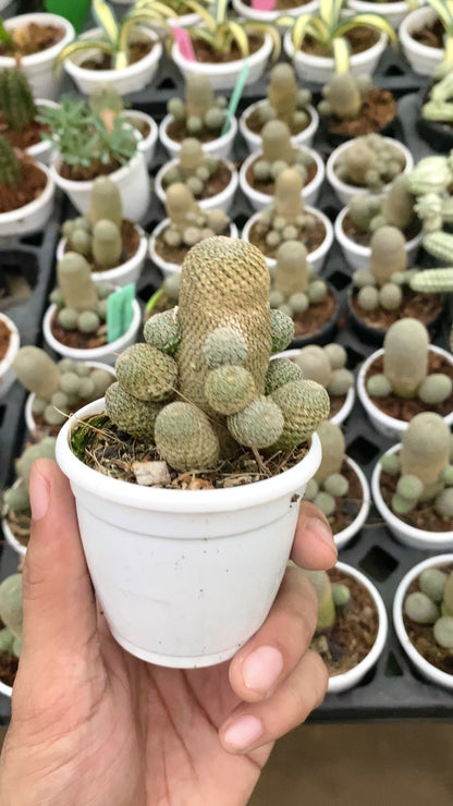 Rebutia heliosa