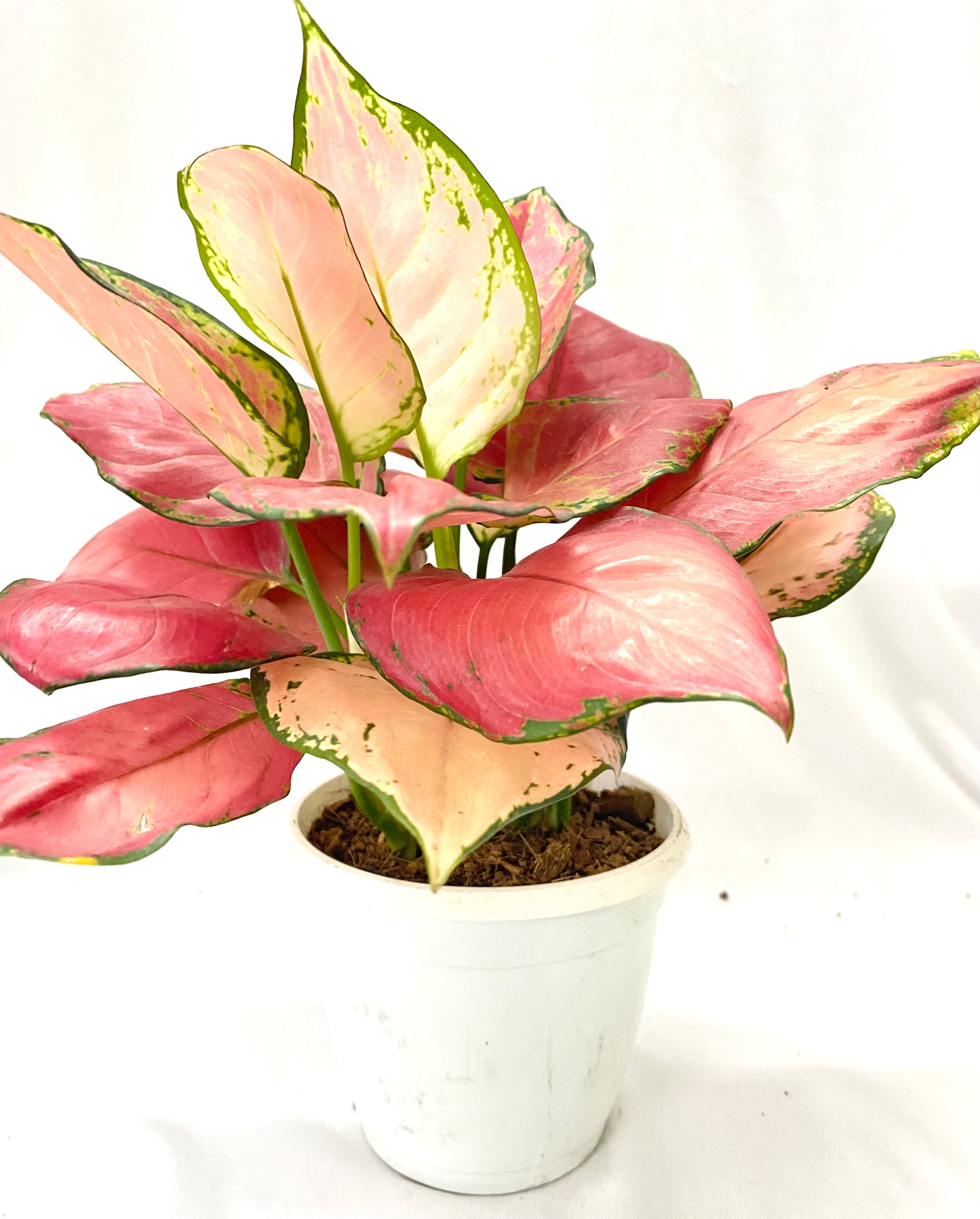 aglaonema pink lady flower Aglaonema Anjamanee Pink (Multi Shoot) – Dream Green