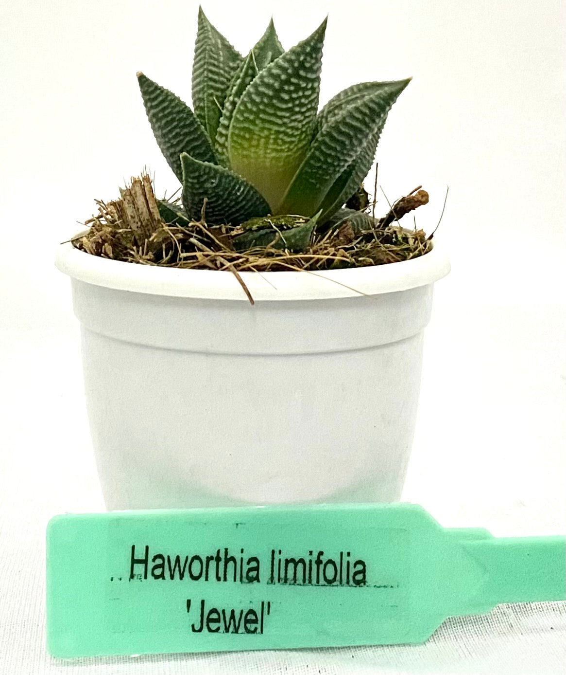 Haworthia Limifolia Jewel