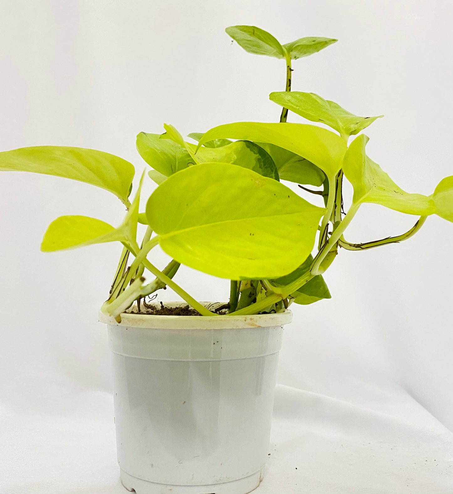 Scindapsus Neon Golden (Golden Pothos/Money Plant) Single Plant