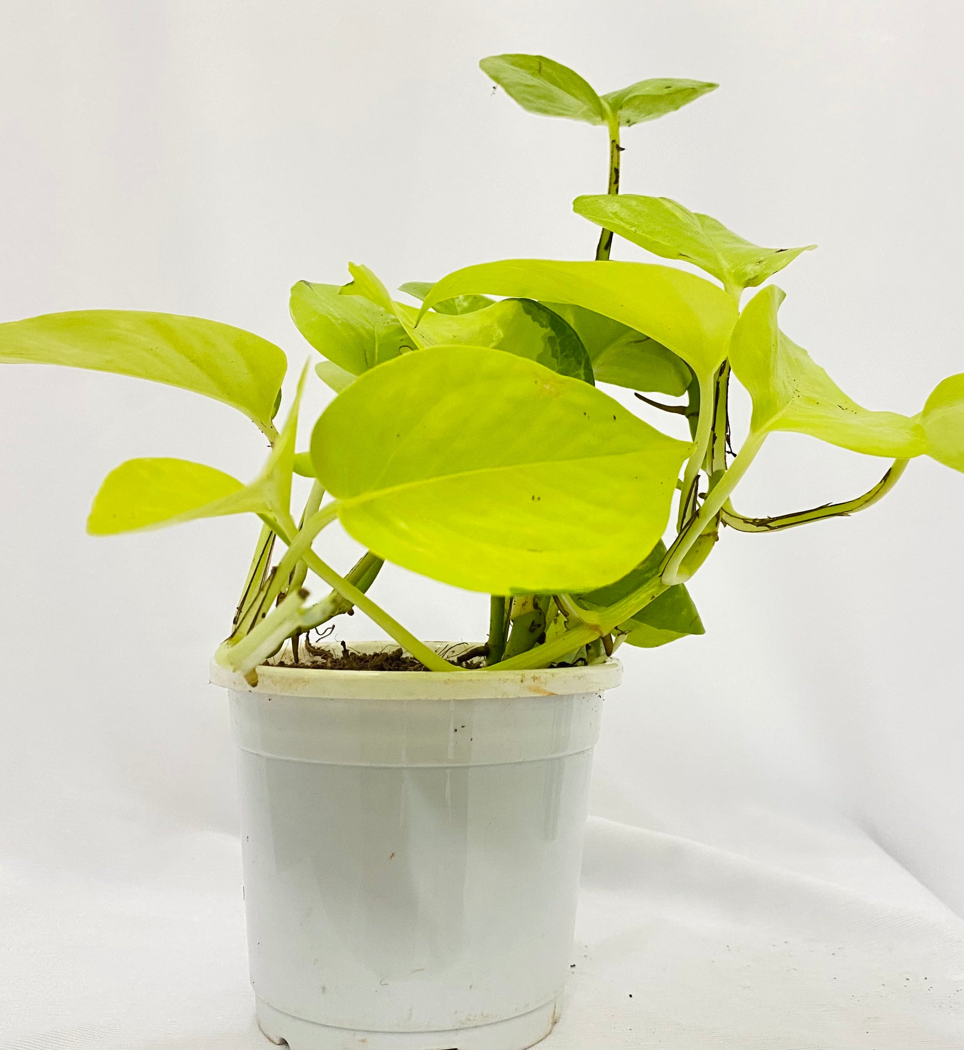 money plant in dream Scindapsus Neon Golden (Golden Pothos/Money Plant) Single Plant – Dream Green