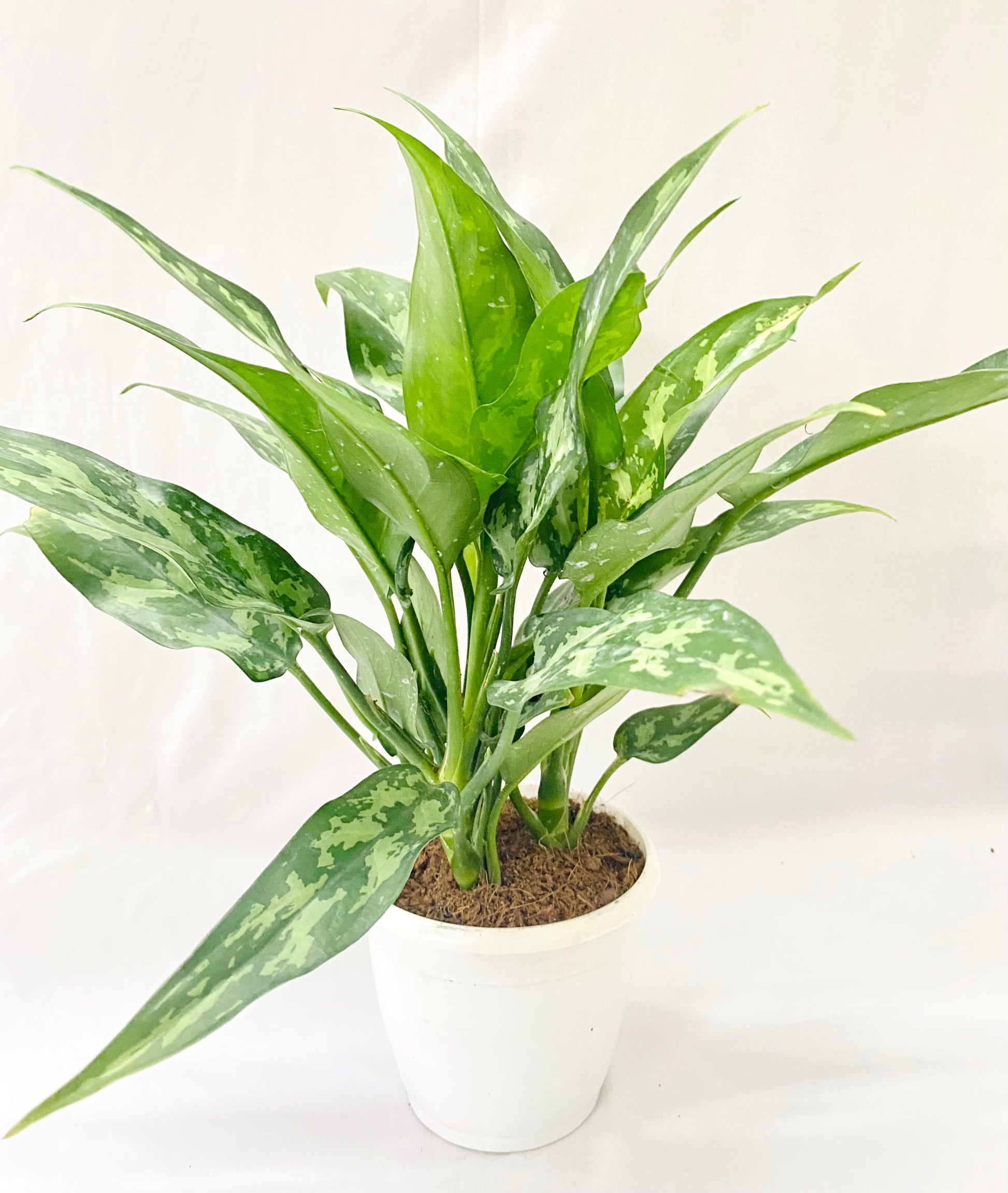 aglaonema commutatum maria Aglaonema (Commutatum) Maria – Dream Green