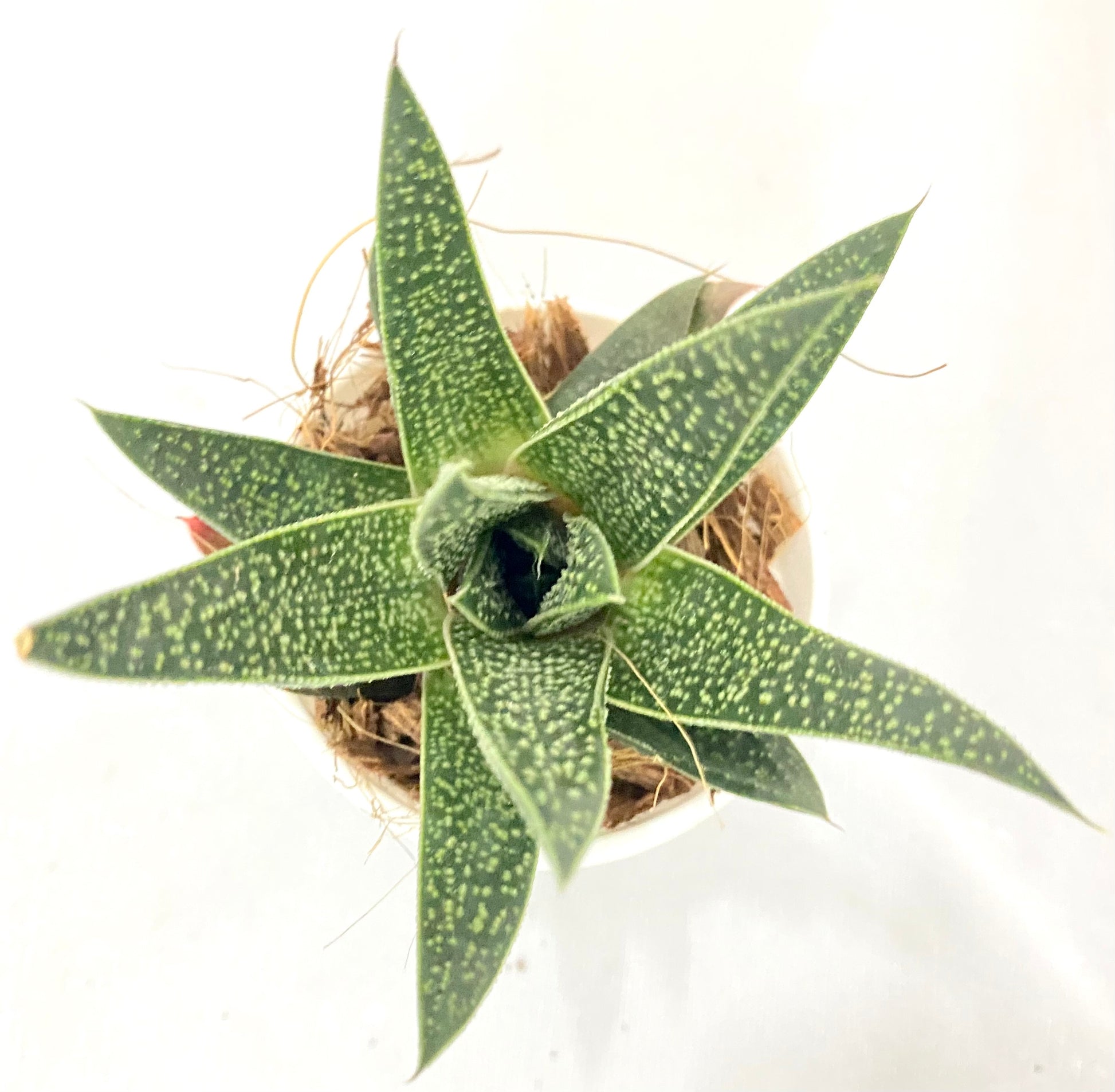 royal highness succulent Aloe Gasteraloe Royal Highness | Succulent