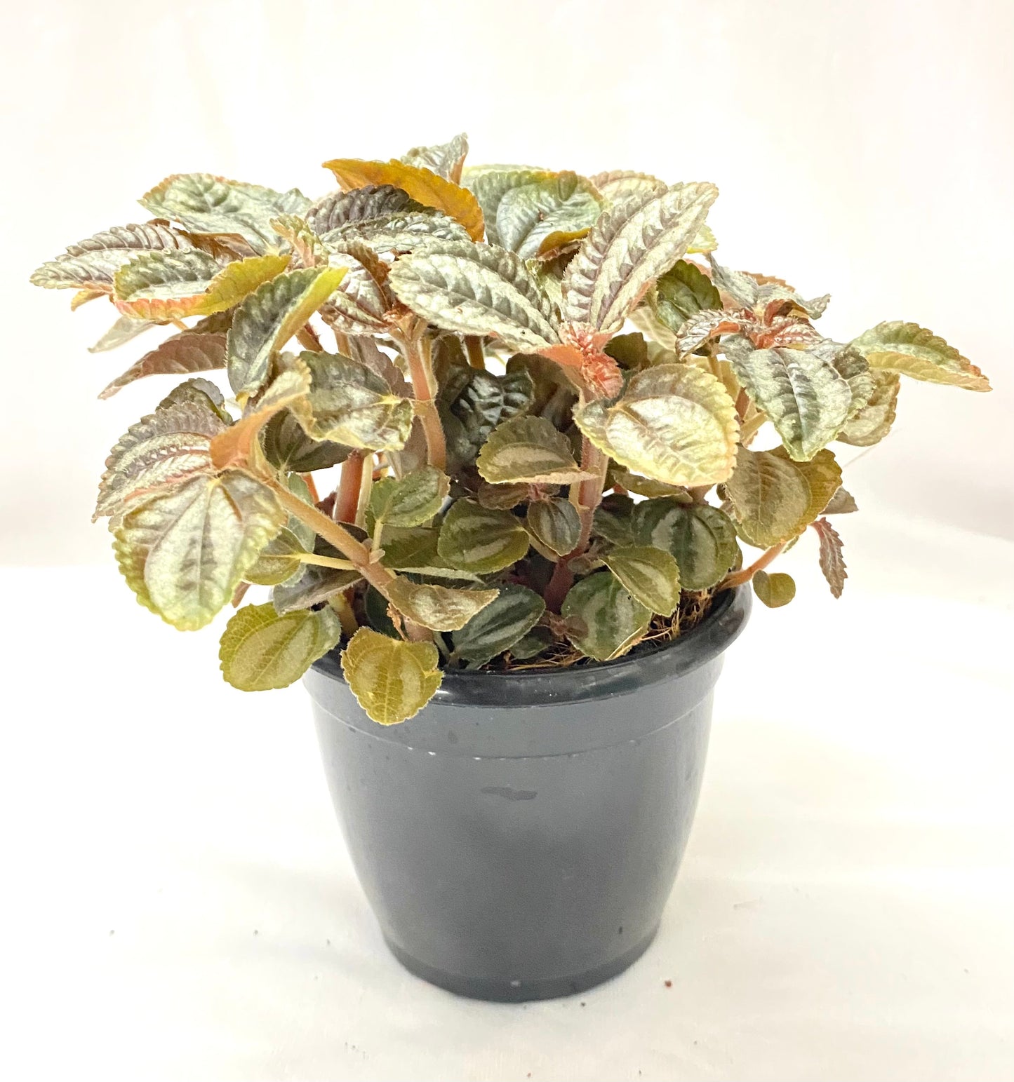 Pilea Variagated