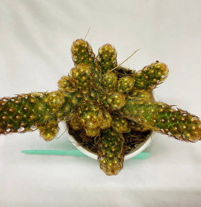 Cacti Mamalaria Elongata