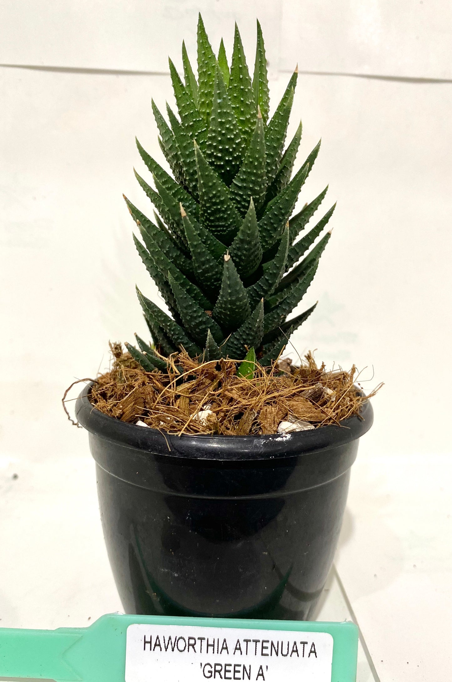 Haworthia Attenuata Green