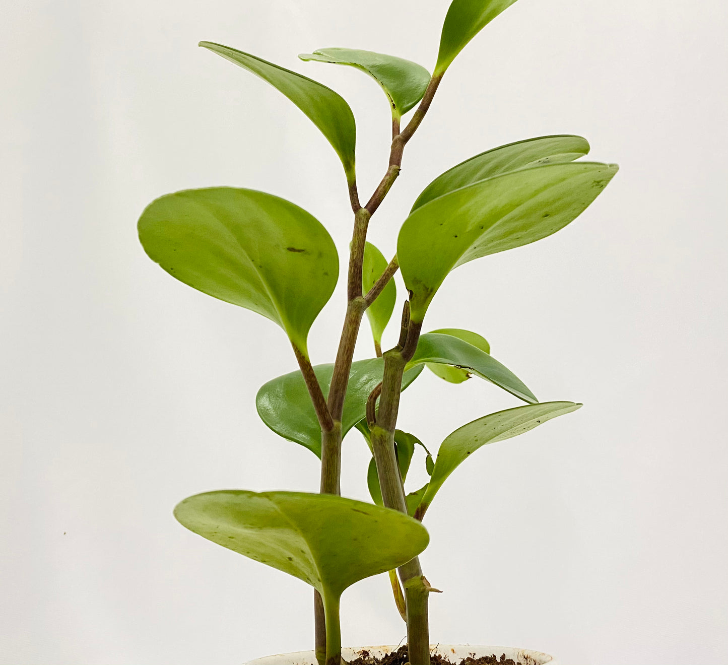 Peperomia Green (Single Plant)