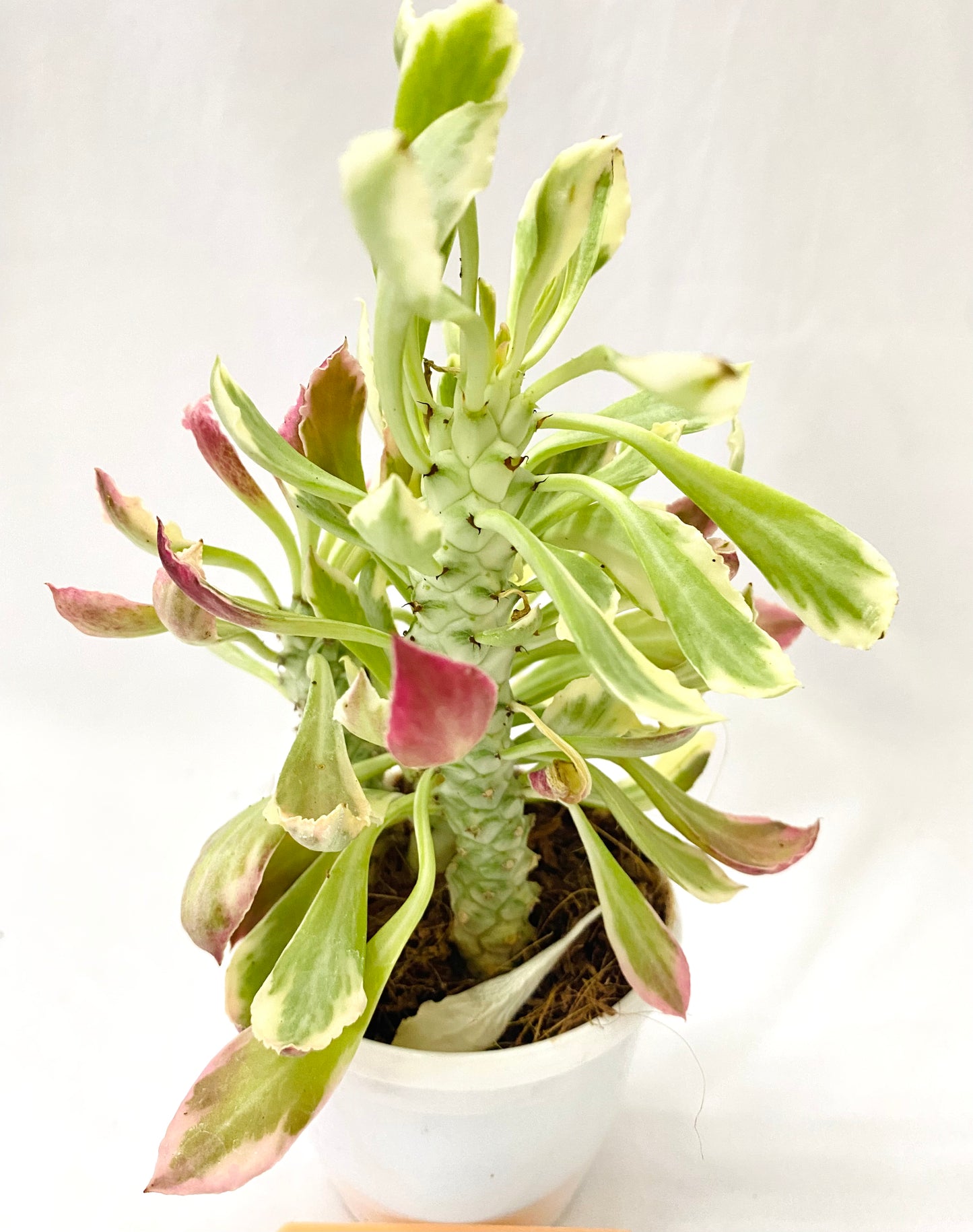 Monadenium stapelioides 'Variegata'