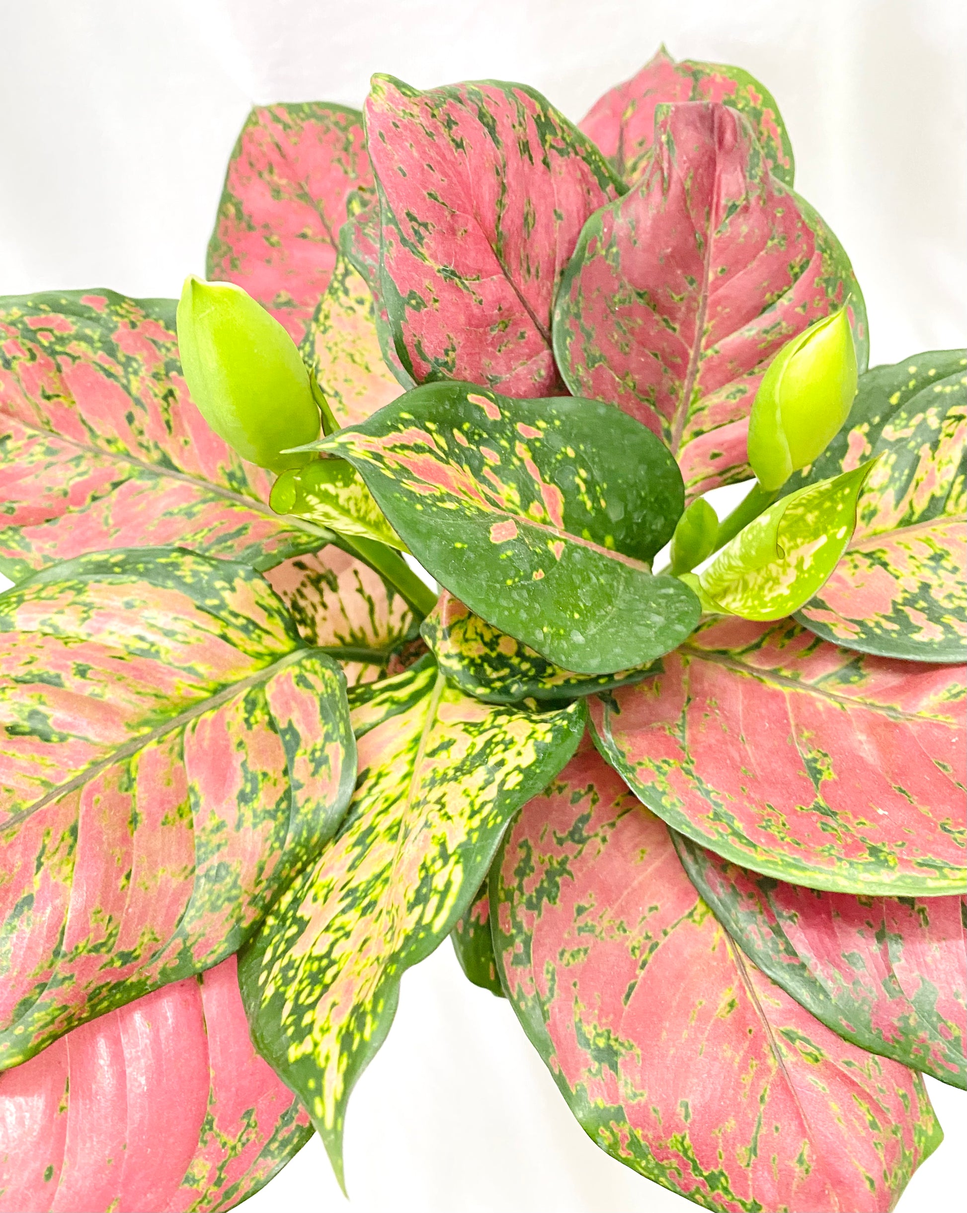 aglaonema lady valentine wikipedia Aglaonema Anjamanee Lady Valentine (Multishoot) – Dream Green