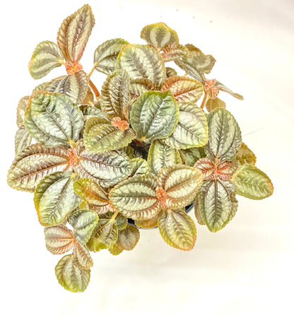 Pilea Variagated