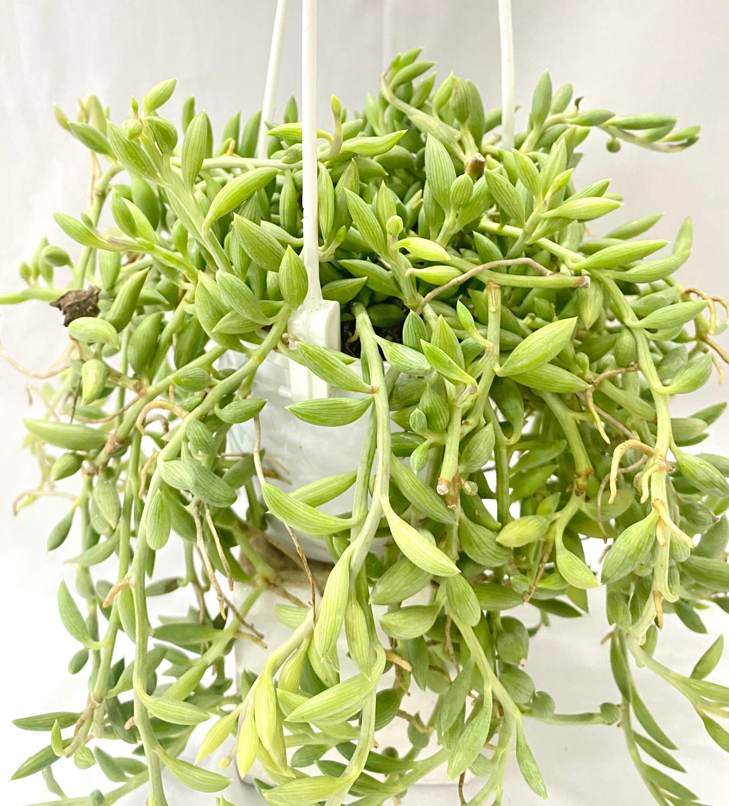 Hanging - Senecio String of Bananas