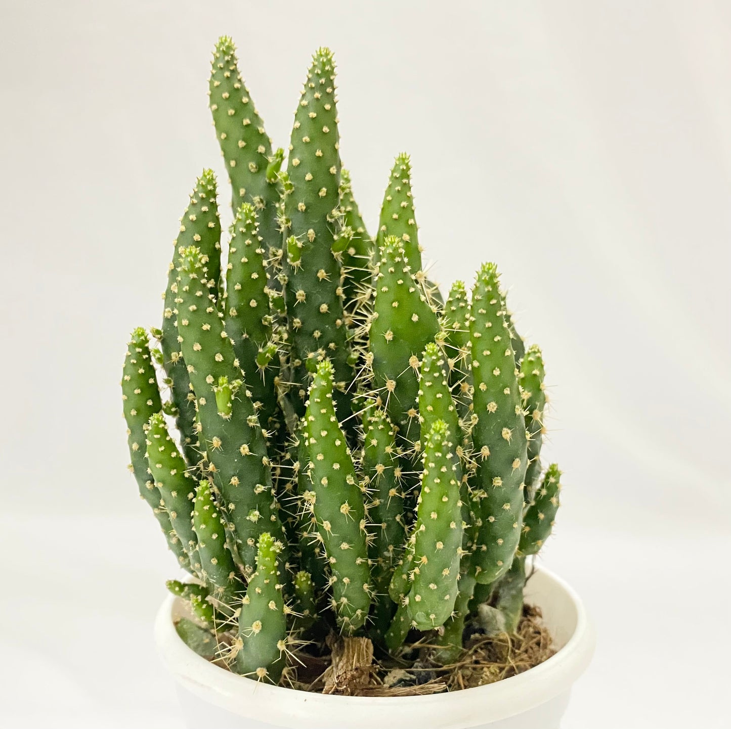 Cacti Opuntia Hybrid Prickly Pine