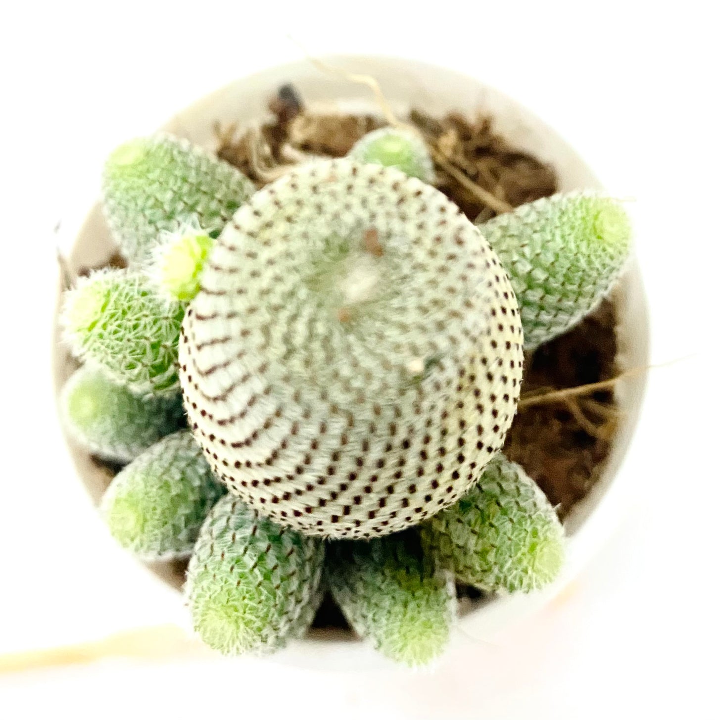 Rebutia heliosa