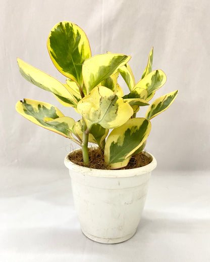 Peperomia Jellie Gold