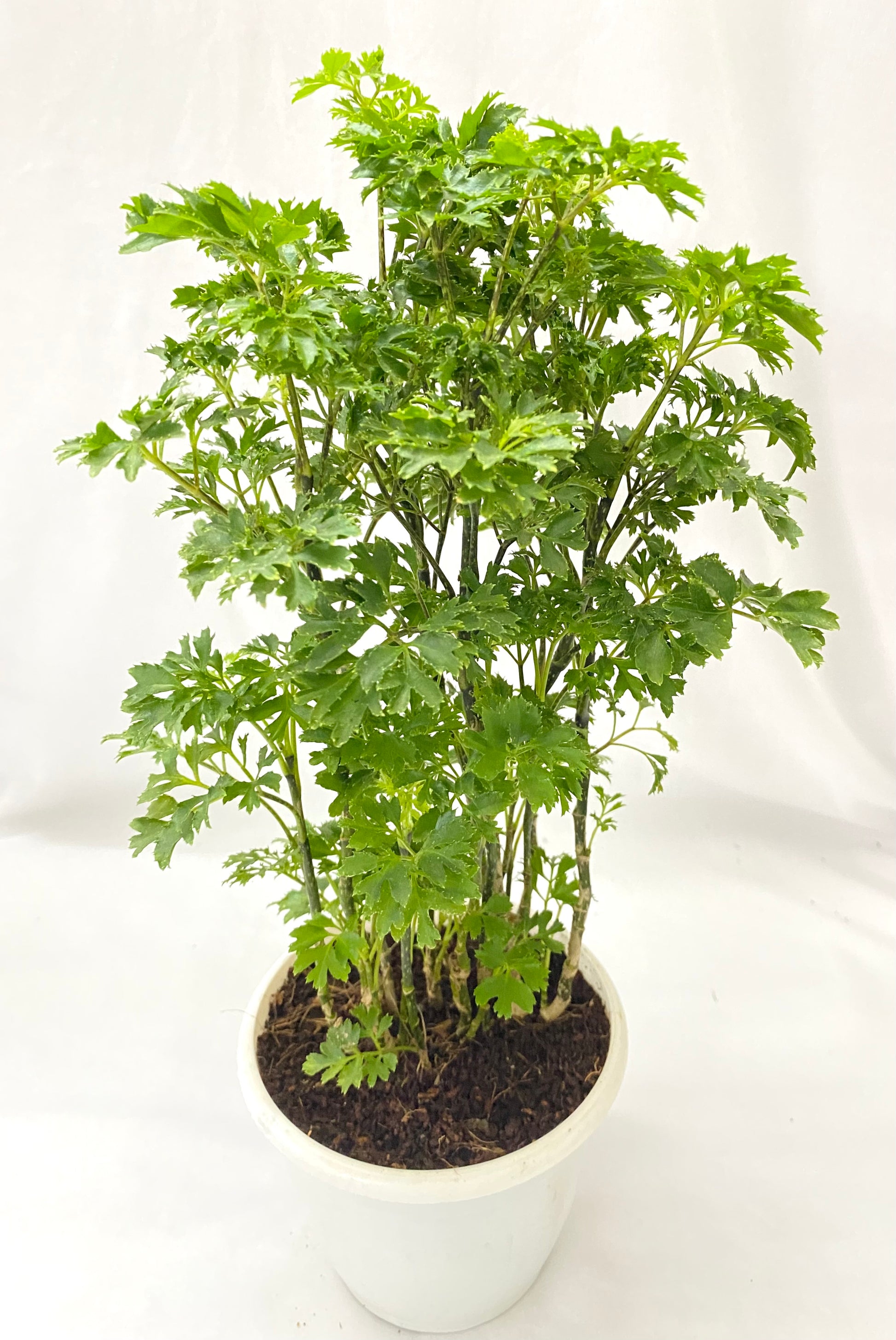 aralia indoor plant benefits Aralia Oakleaf Green – Dream Green