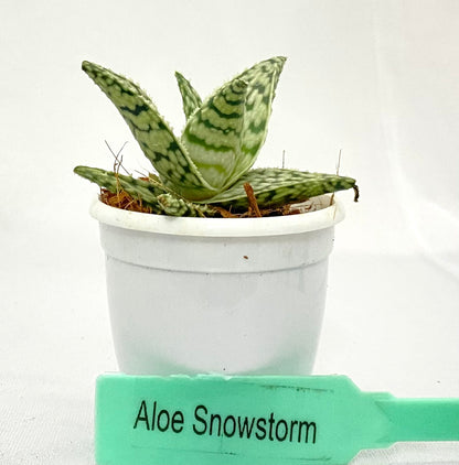 Aloe Snowstorm