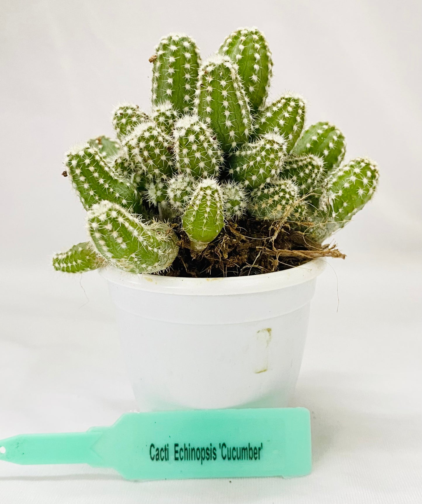 Cacti Echipnosis