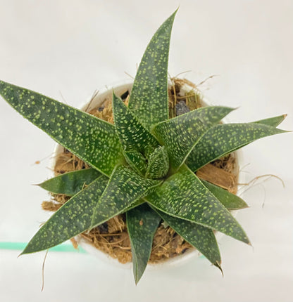 dream interpretation aloe vera plant Aloe Flow – Dream Green