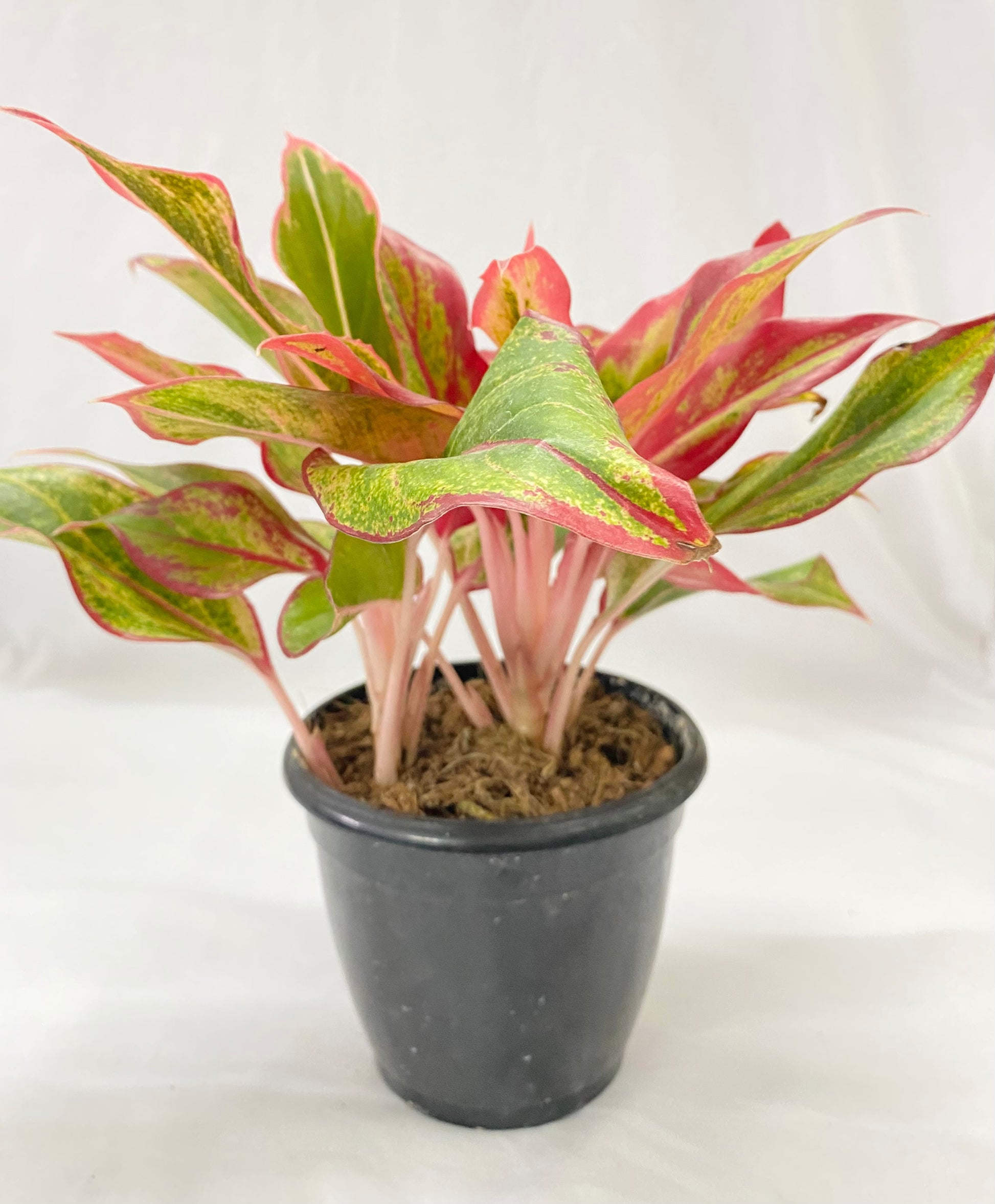 lipstick aglaonema plant Aglaonema Lipstick (Multi Shoot) – Dream Green